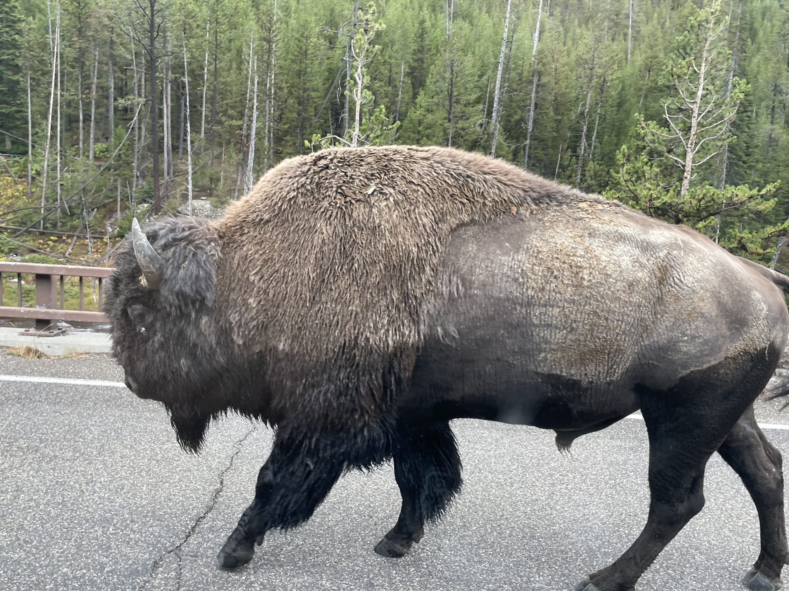 Mighty Five +2 – Day Twelve – Yellowstone: Geysers, Springs, and Basins